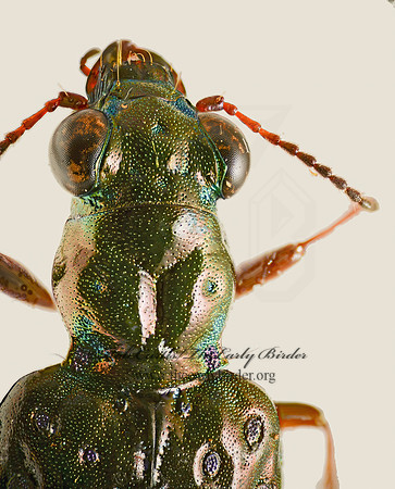 Elaphrus olivaceus 9016933z