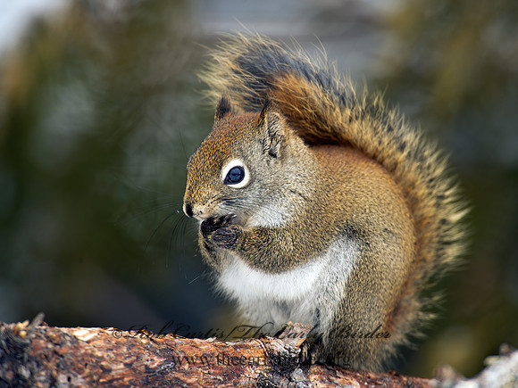 Tamiasciurus hudsonicus  AMERICAN RED SQUIRREL  9008774 z