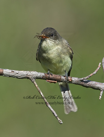 Sayornis phoebe  EASTERN PHOEBE 6017356z