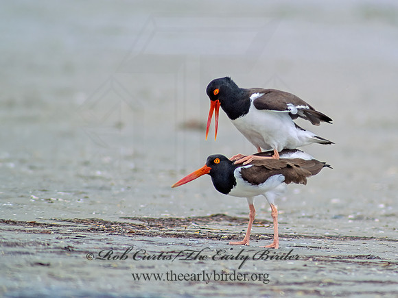 Haematopus palliatus  AMERICAN OYSTERCATCHER 50334z
