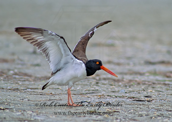 Haematopus palliatus  AMERICAN OYSTERCATCHER 50330z
