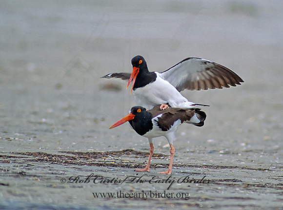 Haematopus palliatus  AMERICAN OYSTERCATCHER 50335z