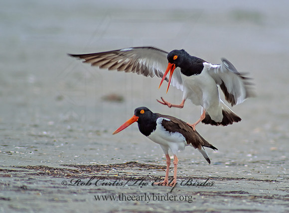 Haematopus palliatus  AMERICAN OYSTERCATCHER 50333z