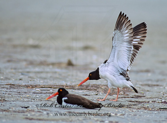 Haematopus palliatus  AMERICAN OYSTERCATCHER 50409z
