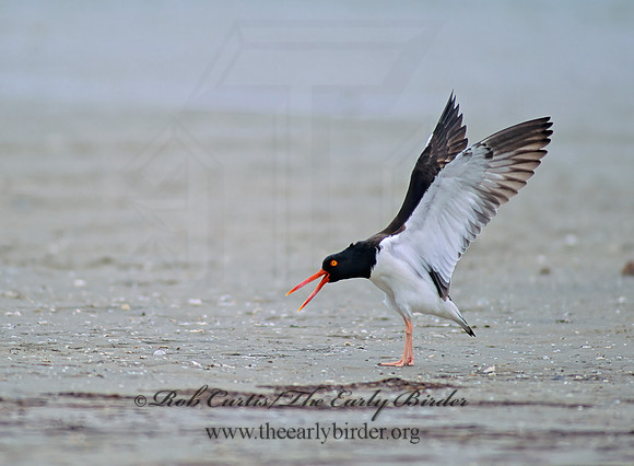 Haematopus palliatus  AMERICAN OYSTERCATCHER 50413z