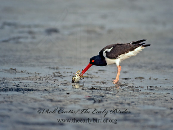 Haematopus palliatus  AMERICAN OYSTERCATCHER 88319z
