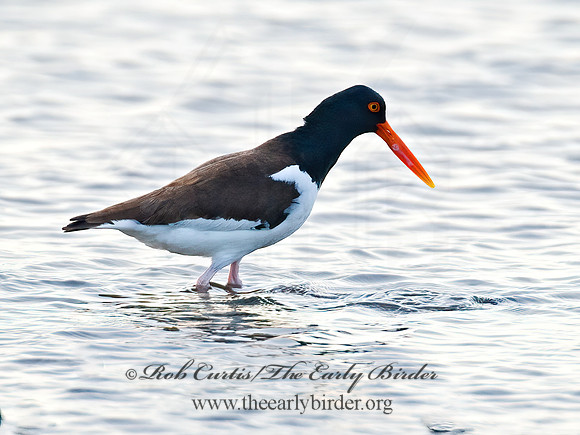 Haematopus palliatus  AMERICAN OYSTERCATCHER 7004125z