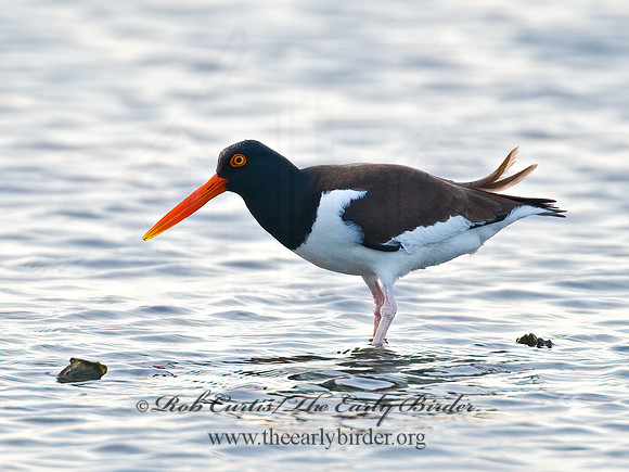 Haematopus palliatus  AMERICAN OYSTERCATCHER 7004129z