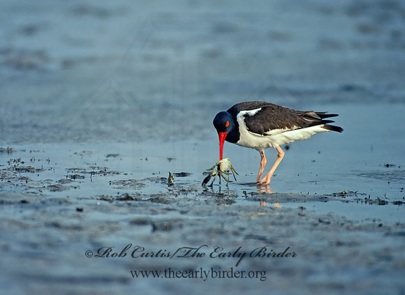 Haematopus palliatus  AMERICAN OYSTERCATCHER 88328z