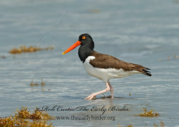 Haematopus palliatus  AMERICAN OYSTERCATCHER 7004846z