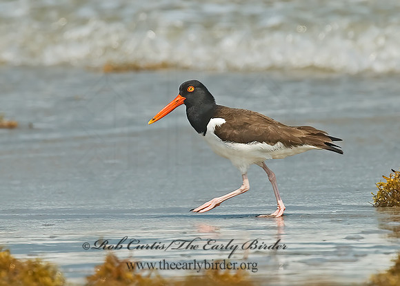 Haematopus palliatus  AMERICAN OYSTERCATCHER 7004847z