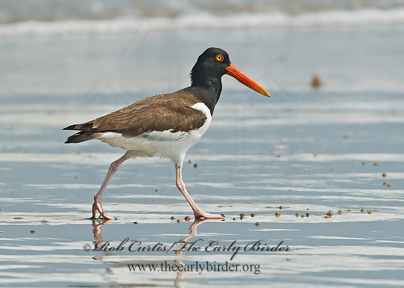 Haematopus palliatus  AMERICAN OYSTERCATCHER 7004850z