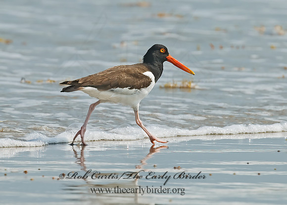 Haematopus palliatus  AMERICAN OYSTERCATCHER 7004854z