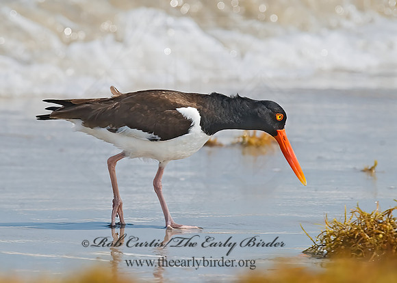 Haematopus palliatus  AMERICAN OYSTERCATCHER 7004855z