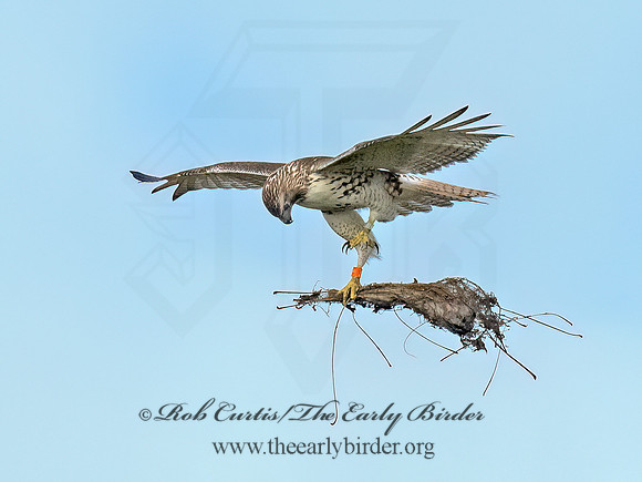 Buteo jamaicensis RED-TAILED HAWK 9091189 (1)
