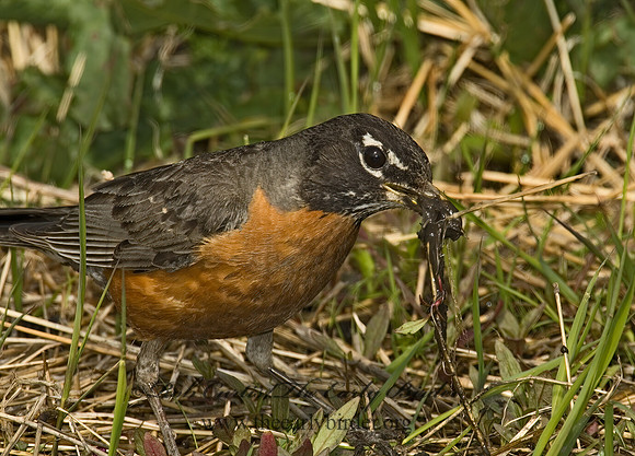 Turdus migratorius  AMERICAN ROBIN 5006927z