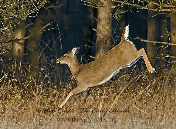 Odocoileus virginianus  WHITE-TAILED DEER  6019931z