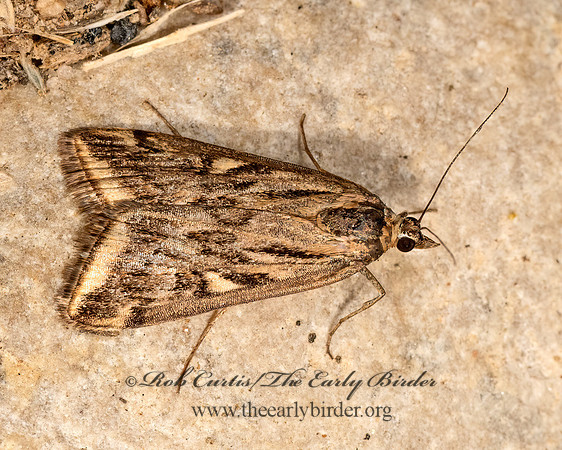 Loxostege cereralis  ALFALFA WEBWORM 3025192z