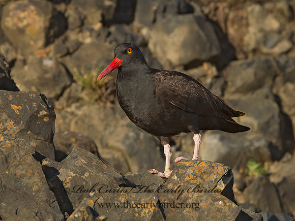 Hematopus bachmani  BLACK OYSTERCATCHER  9060146z