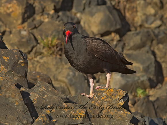 Hematopus bachmani  BLACK OYSTERCATCHER  9060145z