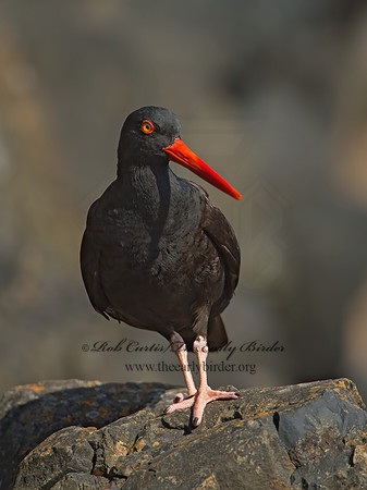 Hematopus bachmani  BLACK OYSTERCATCHER  9060363z