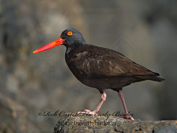 Hematopus bachmani  BLACK OYSTERCATCHER  9060366z