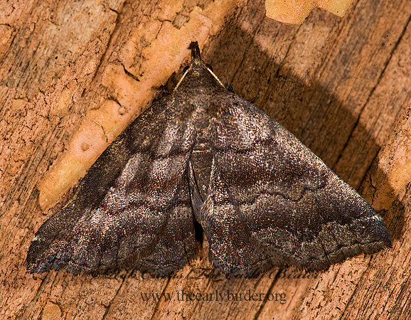 Phalaenostola larentioides BLACK-BANDED OWLET 8016607z