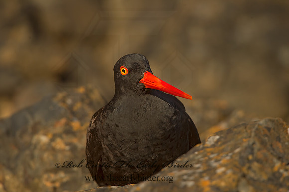 Hematopus bachmani  BLACK OYSTERCATCHER  9060165z