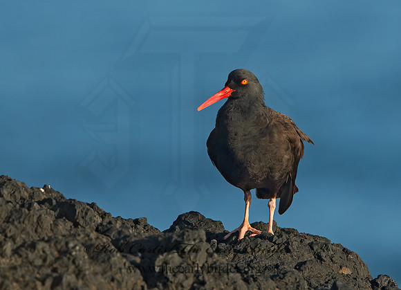 Hematopus bachmani  BLACK OYSTERCATCHER  9060406z