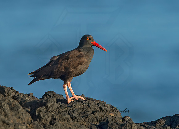 Hematopus bachmani  BLACK OYSTERCATCHER  9060409z