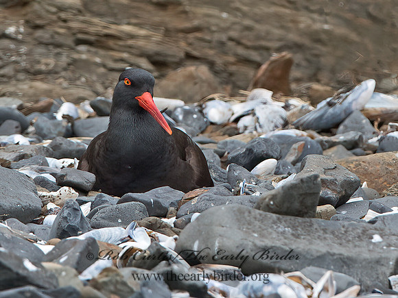 Hematopus bachmani  BLACK OYSTERCATCHER  9060811z
