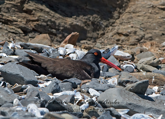 Hematopus bachmani  BLACK OYSTERCATCHER  9060774z