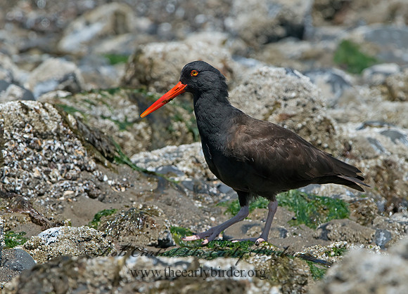Hematopus bachmani  BLACK OYSTERCATCHER  9060791z