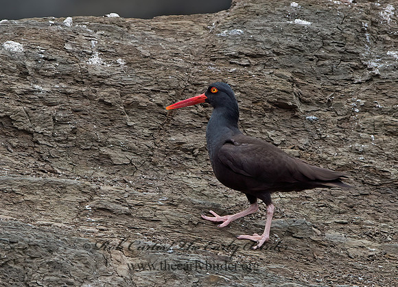 Hematopus bachmani  BLACK OYSTERCATCHER  9060812z