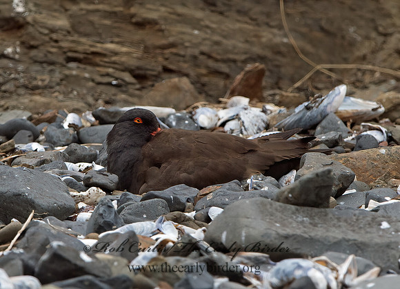Hematopus bachmani  BLACK OYSTERCATCHER  9060836z