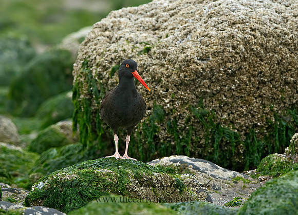 Hematopus bachmani  BLACK OYSTERCATCHER  9060851z
