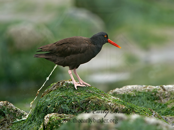 Hematopus bachmani  BLACK OYSTERCATCHER  9060854z
