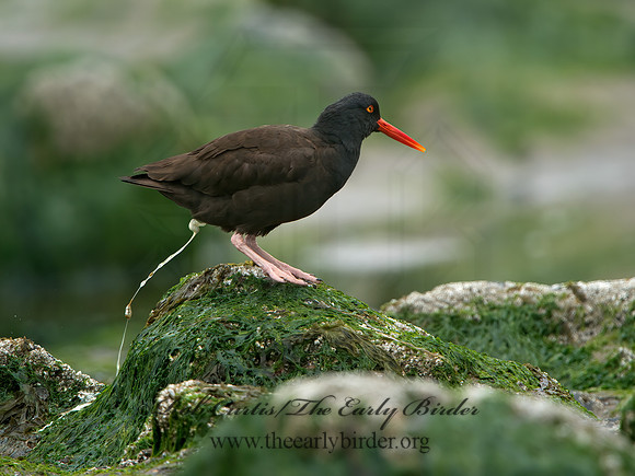 Hematopus bachmani  BLACK OYSTERCATCHER  9060855z