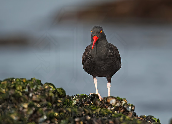 Hematopus bachmani  BLACK OYSTERCATCHER8020434 z