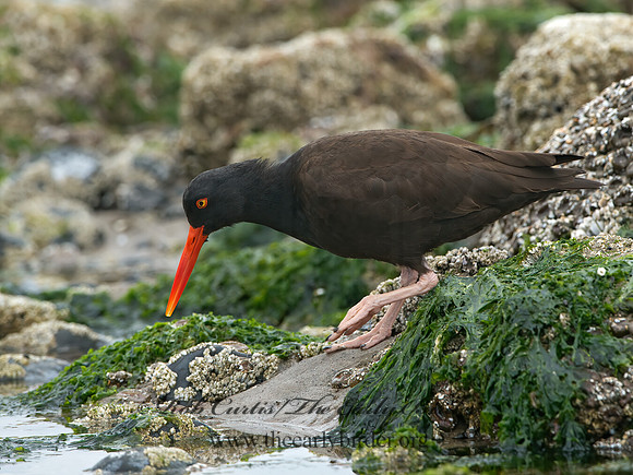 Hematopus bachmani  BLACK OYSTERCATCHER  9060860z