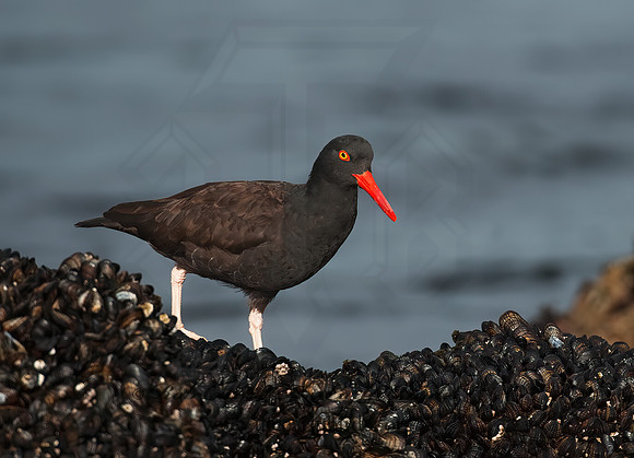 Hematopus bachmani  BLACK OYSTERCATCHER8020437 z