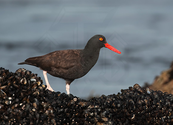 Hematopus bachmani  BLACK OYSTERCATCHER8020439 z
