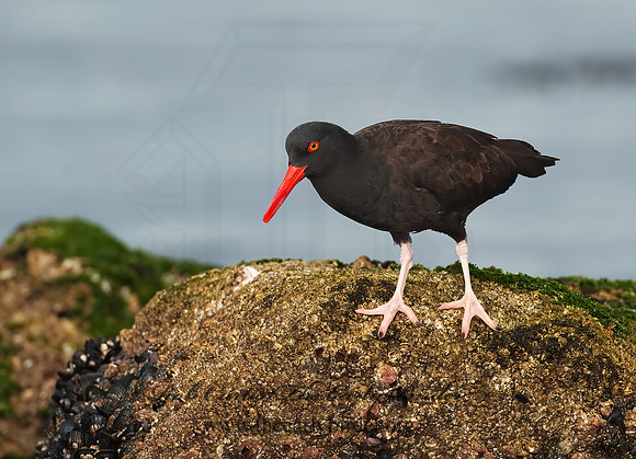 Hematopus bachmani  BLACK OYSTERCATCHER8020441 z