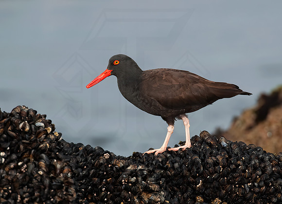 Hematopus bachmani  BLACK OYSTERCATCHER8020443 z