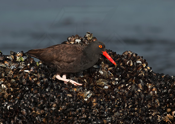 Hematopus bachmani  BLACK OYSTERCATCHER8020449 z