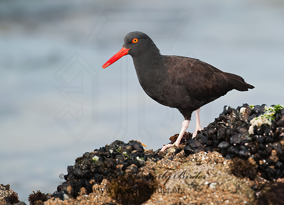 Hematopus bachmani  BLACK OYSTERCATCHER8020465 z