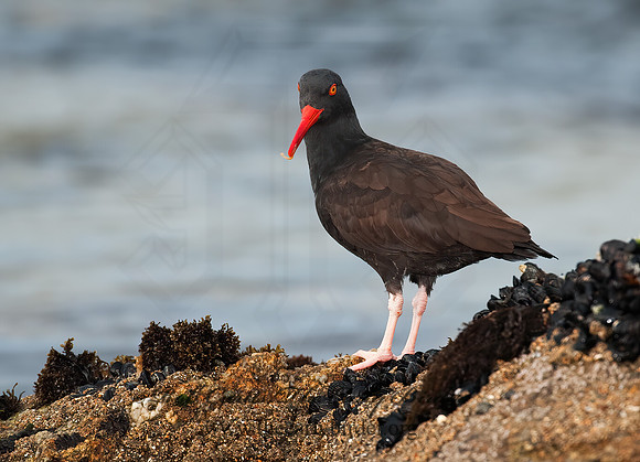 Hematopus bachmani  BLACK OYSTERCATCHER8020467 z