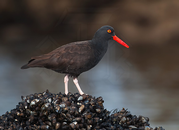 Hematopus bachmani  BLACK OYSTERCATCHER8020468 z
