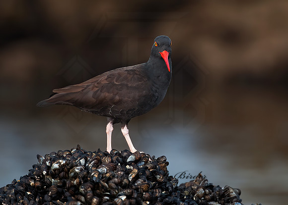 Hematopus bachmani  BLACK OYSTERCATCHER8020470 z