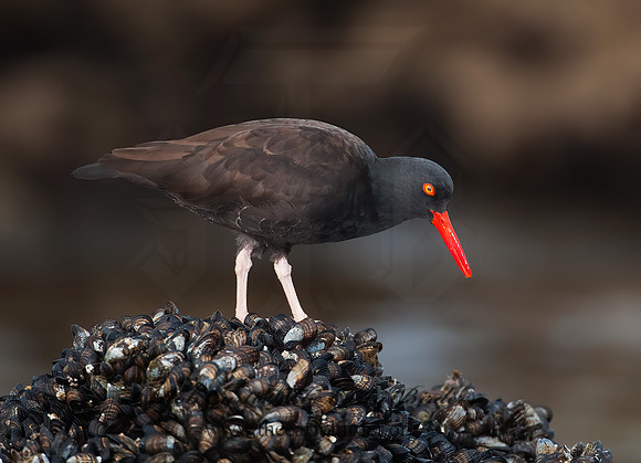 Hematopus bachmani  BLACK OYSTERCATCHER8020471 z